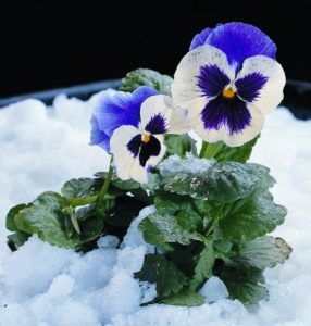 Lexington Mulching — Flower on Ice in Lexington, KY Lexington Mulching — Flower on Ice in Lexington, KY