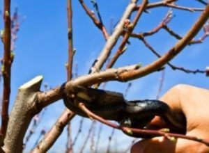 Pruning – Lexington, KY – Mow-Mow’s Family Landscaping