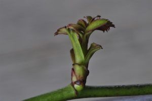 Rose Budding Earl – Lexington, KY – Mow-Mow’s Family Landscaping Rose Budding Earl – Lexington, KY – Mow-Mow’s Family Landscaping