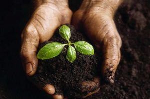 Seedling On Hand – Lexington, KY – Mow-Mow’s Family Landscaping