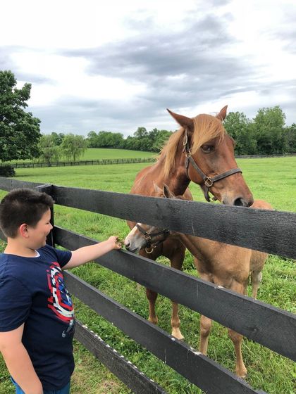 Mowing —  Horse in Fence in Lexington, KY