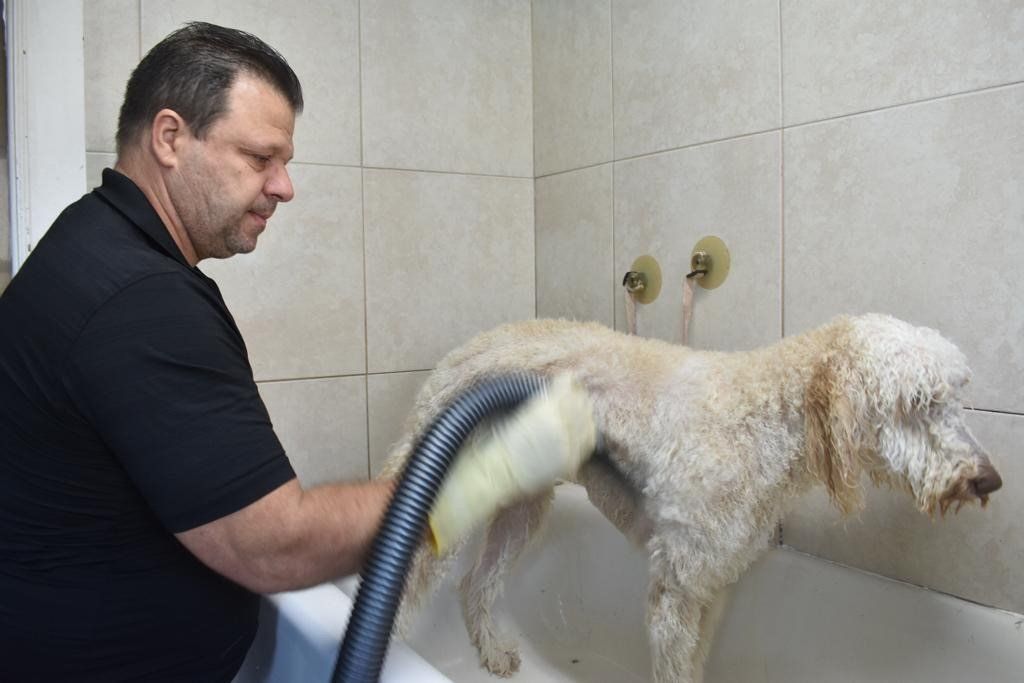 Dog Taking a Bath — Miami, FL — Bubbles Pet Grooming