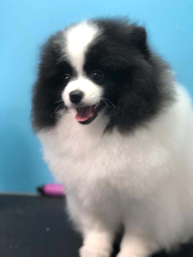 Dog Sitting on the Ground — Miami, FL — Bubbles Pet Grooming