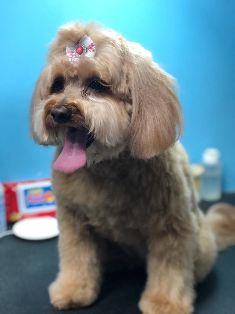Cute Little Dog — Miami, FL — Bubbles Pet Grooming