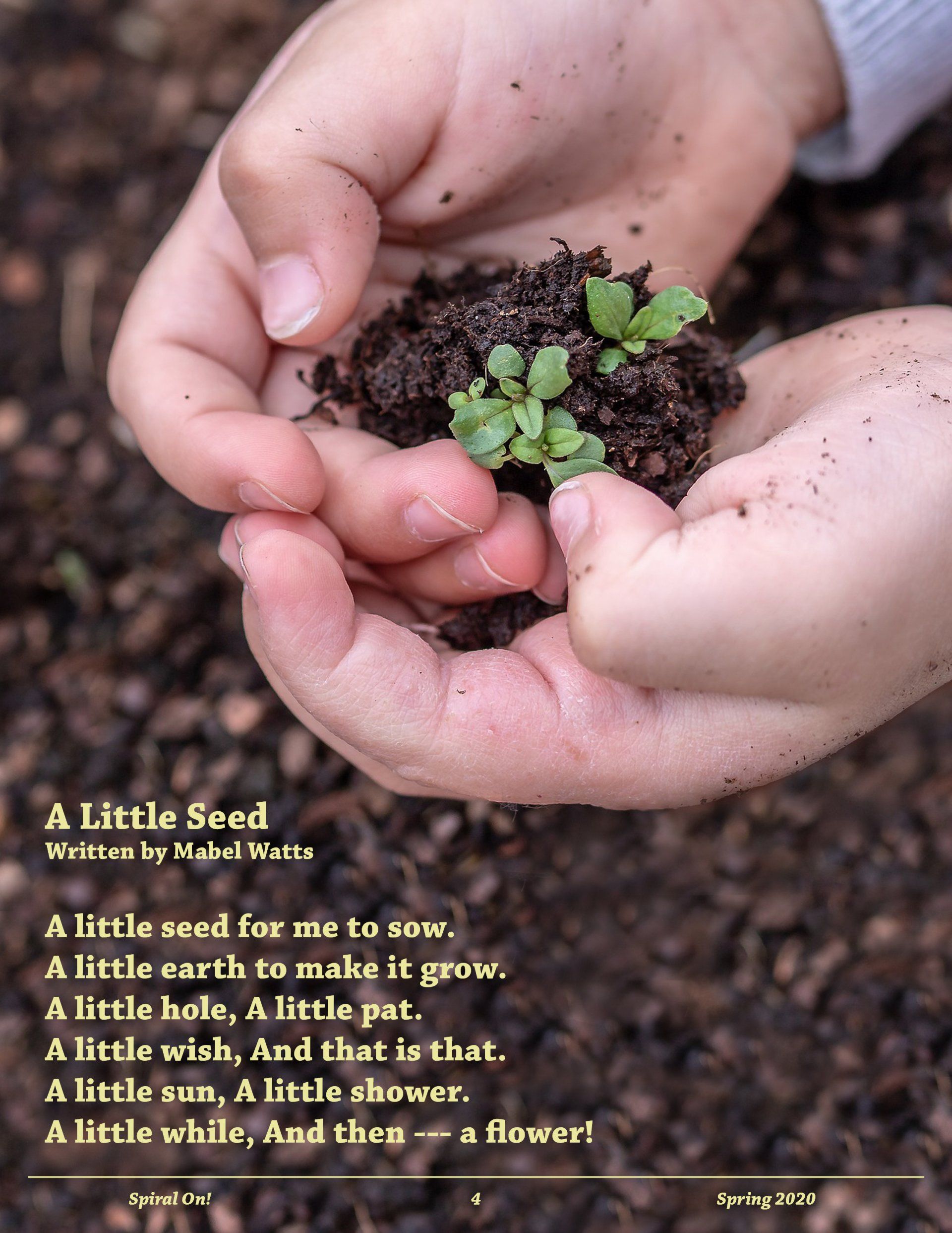 A person is holding a small plant in their hands