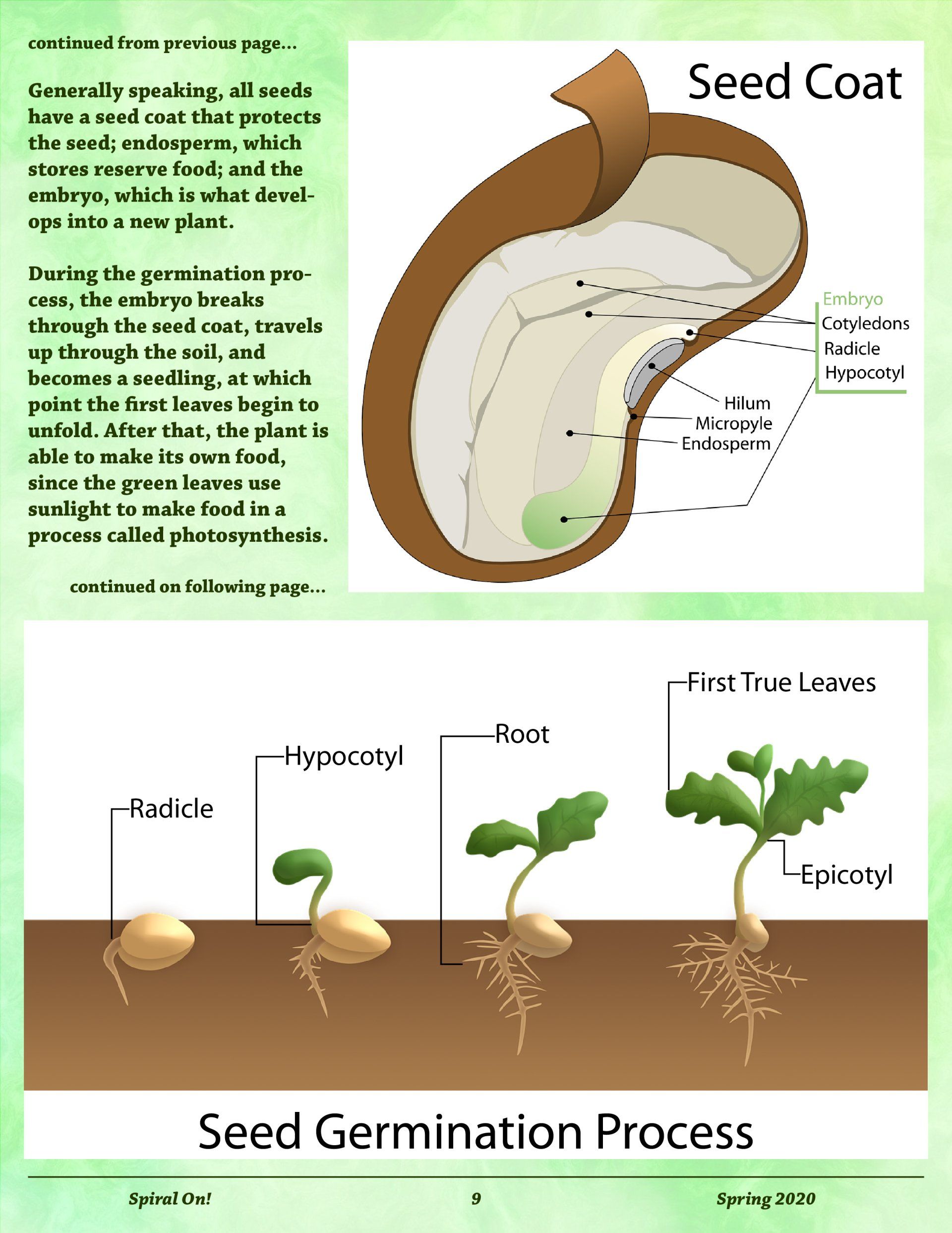 A diagram showing the seed germination process of a plant, Spring 2020 magazine.