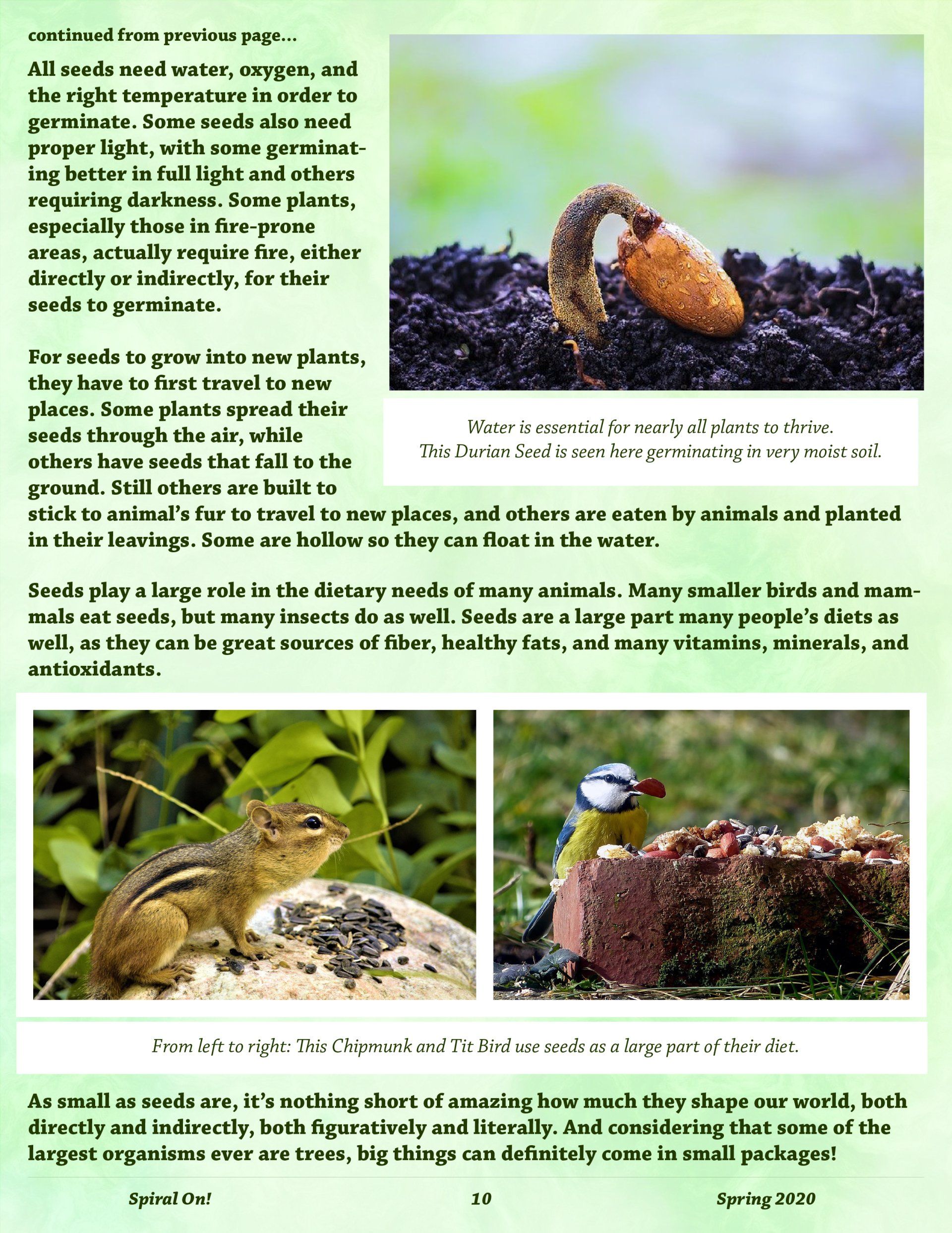 A page with a picture of a chipmunk and a picture of a bird on a bird feeder, Spring 2020 magazine.