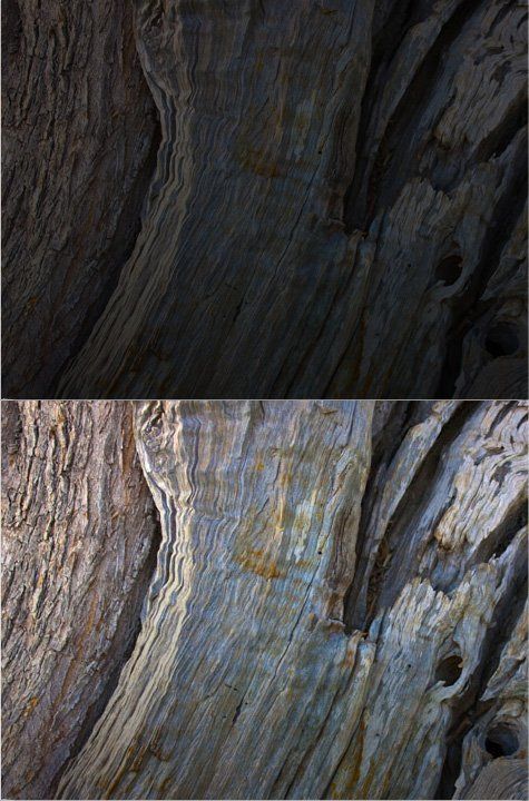 Wood that is suffering from damp 