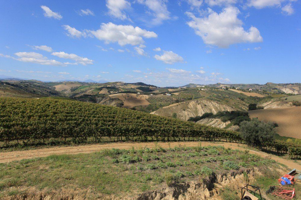 Sanfte Hügel, bedeckt mit Weinbergen, unter einem strahlend blauen Himmel mit bauschigen weißen Wolken.