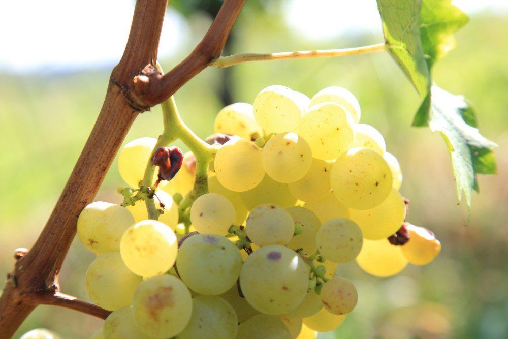 Eine Nahaufnahme einer Traube reifer, gelbgrüner Trauben an einem Weinstock, in Sonnenlicht getaucht.