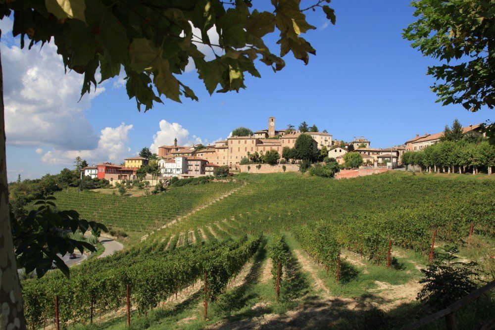 Weinberg mit Reihen grüner Weinreben, der zu einer Stadt mit Gebäuden unter blauem Himmel führt.