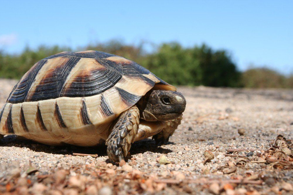 Eine Schildkröte mit gemustertem Panzer auf einem Sandweg unter einem klaren blauen Himmel.