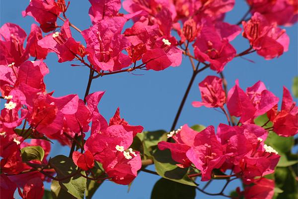Leuchtend rosa Bougainvillea-Blüten blühen vor einem klaren blauen Himmel.