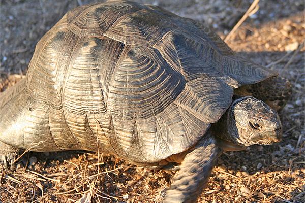 Wüstenschildkröte mit strukturiertem, bräunlich-grauem Panzer, sitzt auf trockenem, sandigem Boden.
