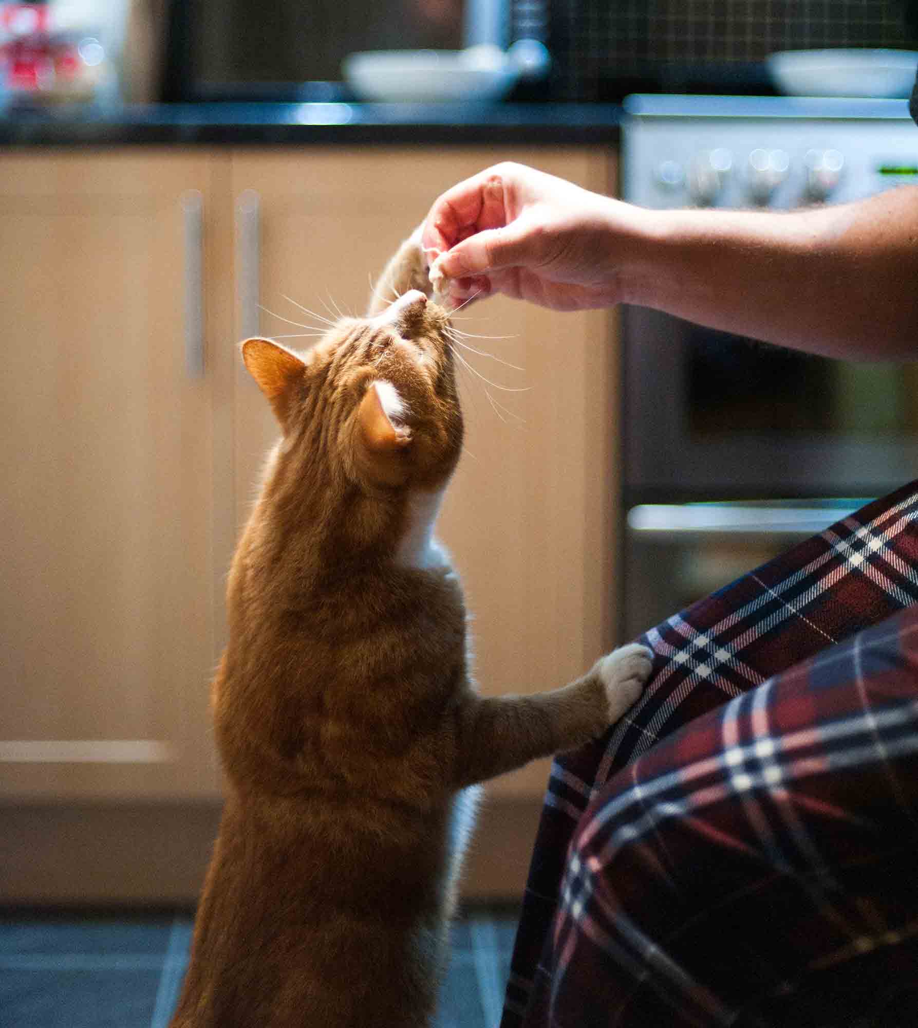 Hand of young man feeding cat a biscuit