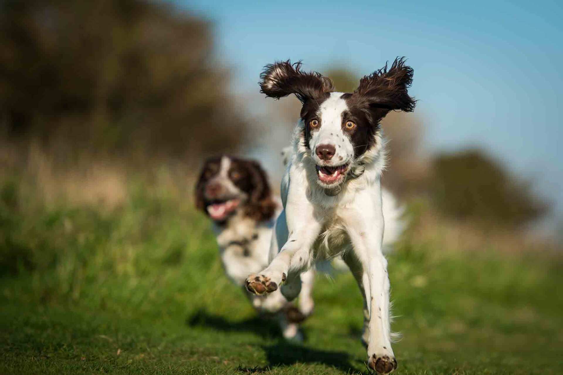 Two Spaniels running in a countryside setting