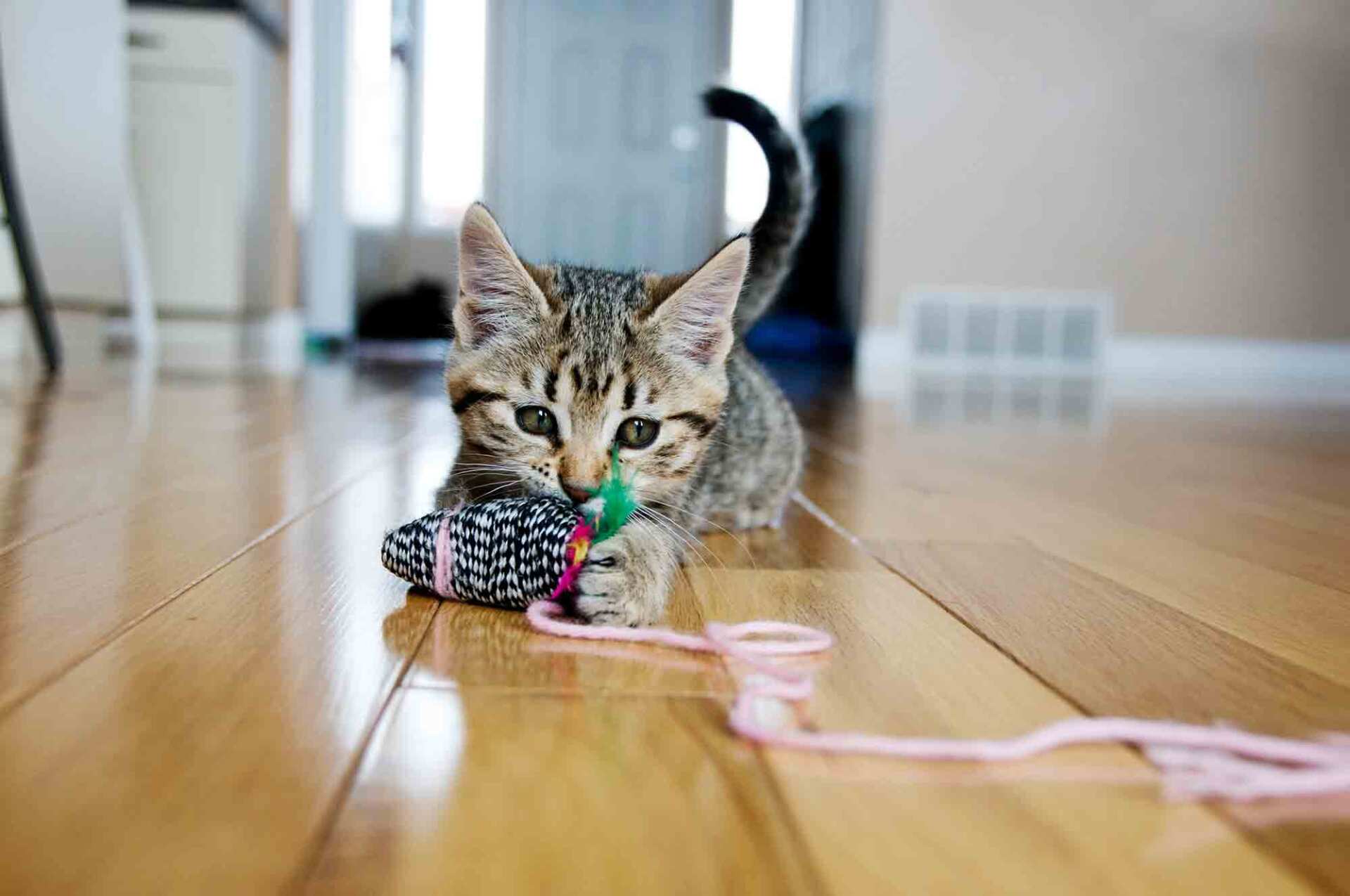 Kitten plays with toy mouse