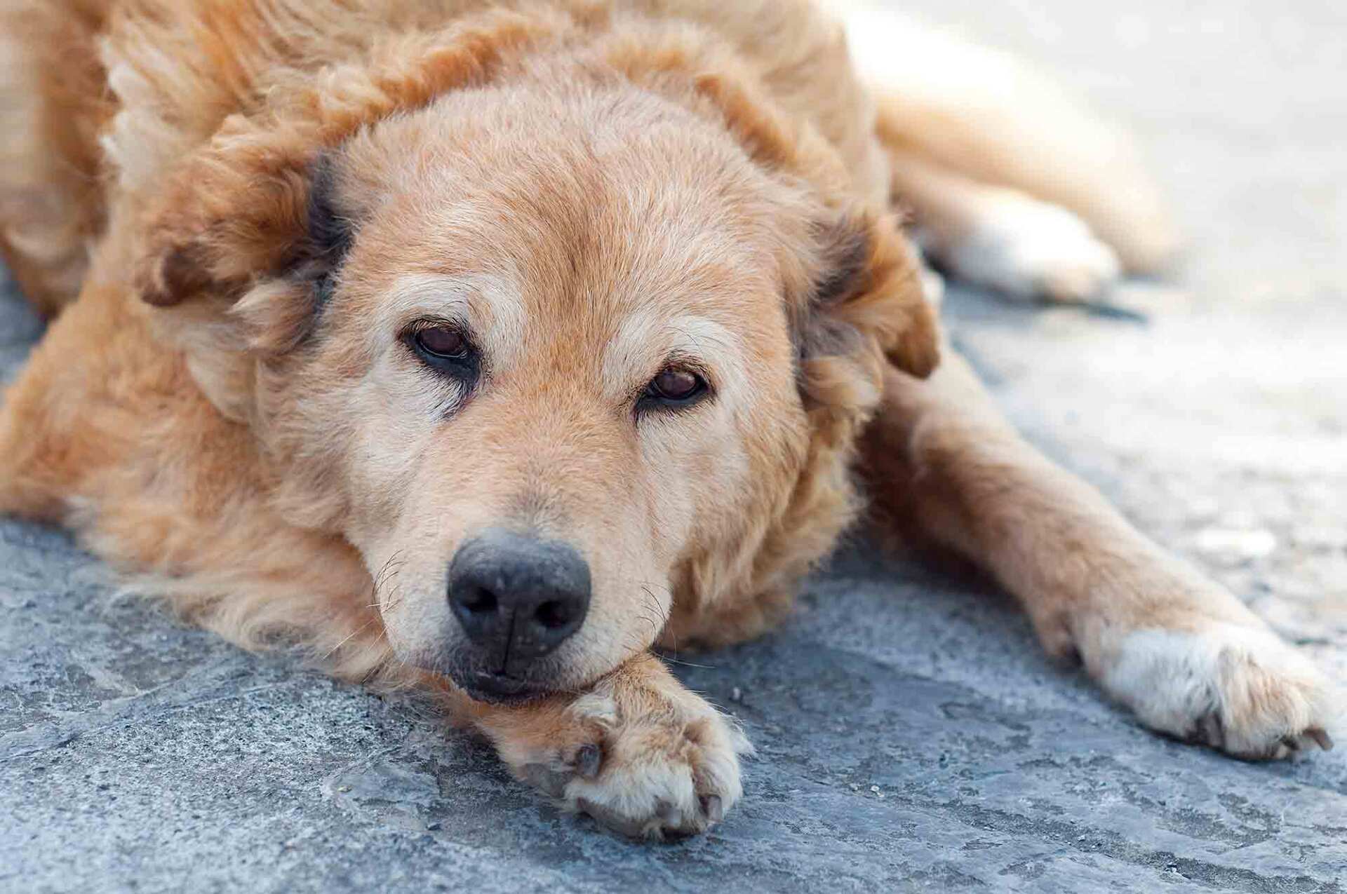 old basque shepherd dog lying resting