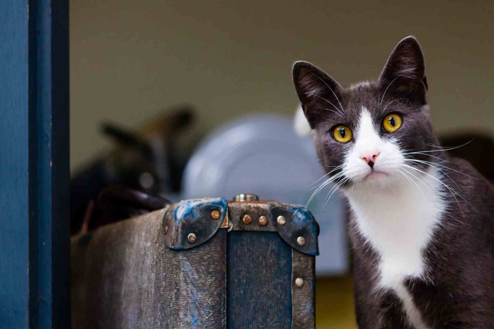 A black and white cat standing next to a vintage looking suitcase.