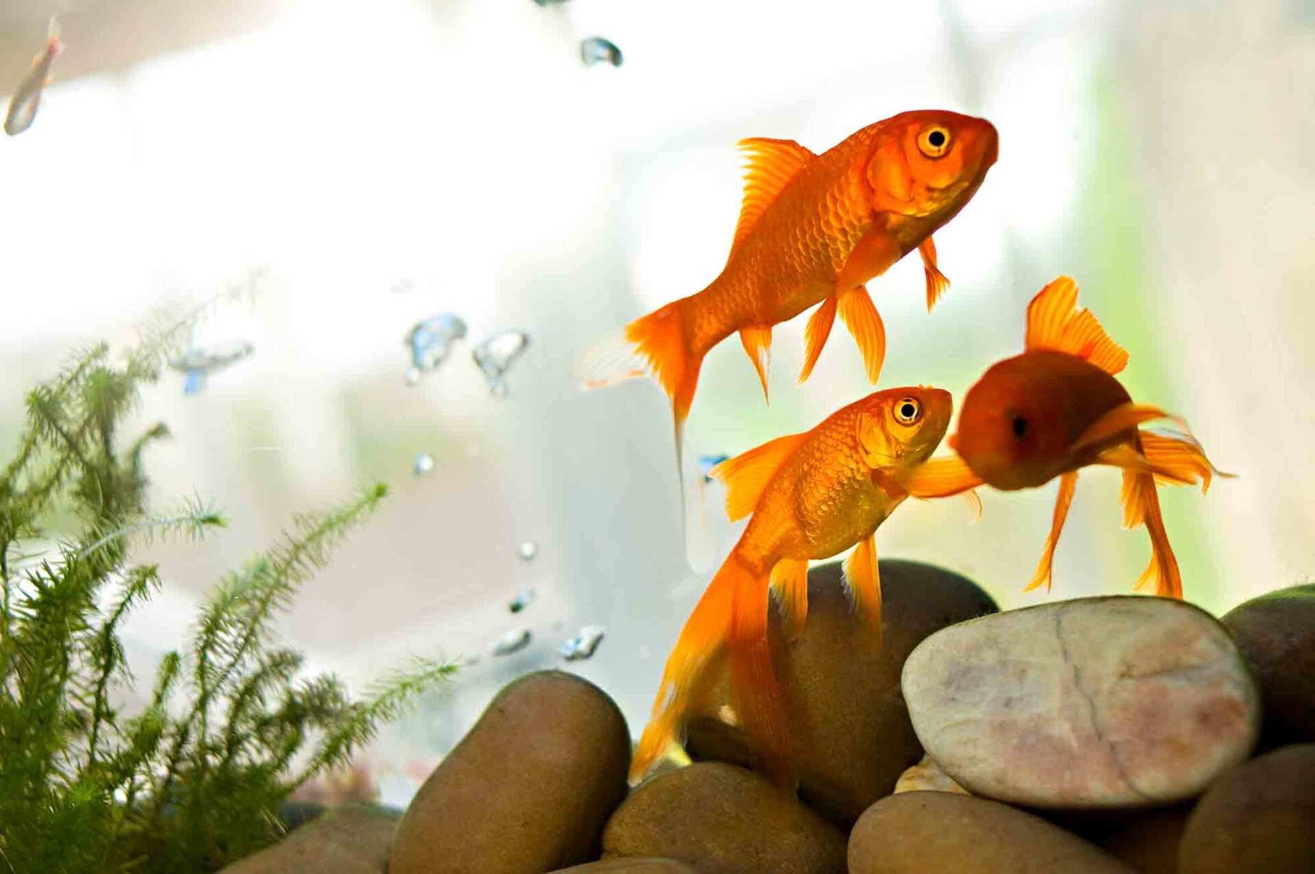 Goldfish swimming in tank