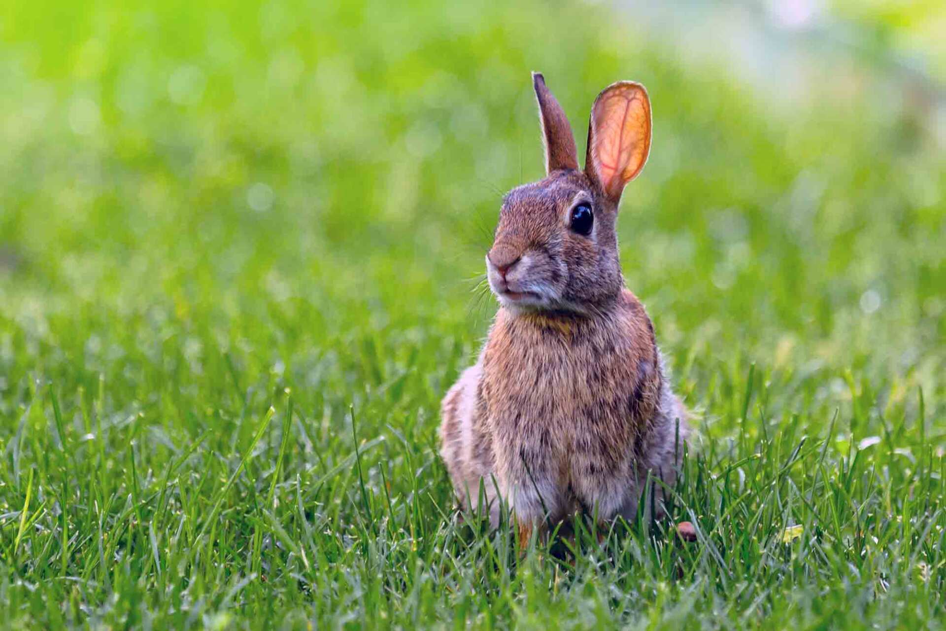 Small Rabbit