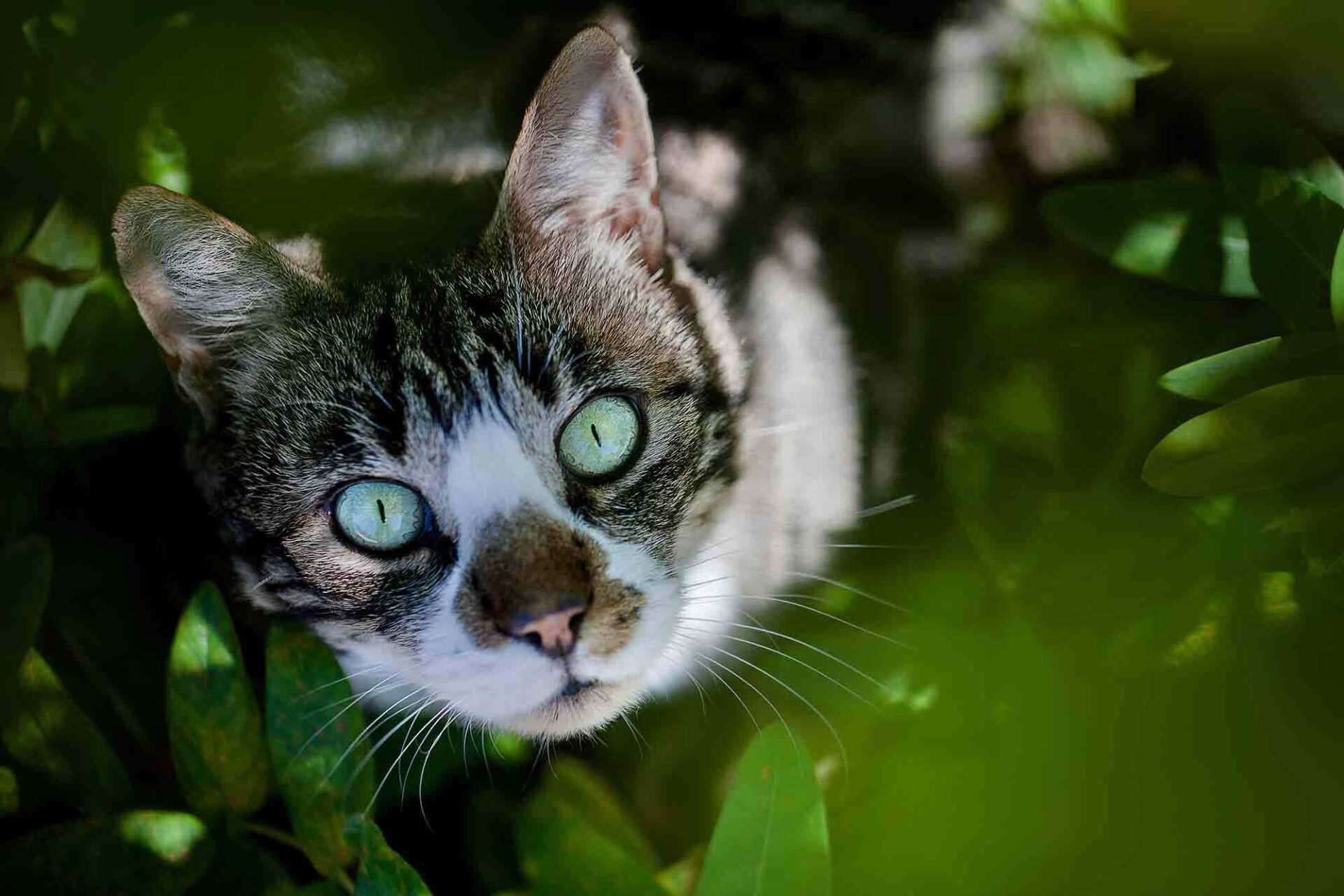 Close-Up Portrait Of Cat