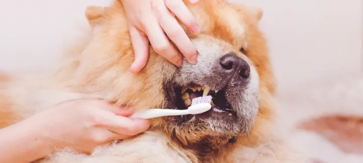 Animal Dentistry Animal Dentistry