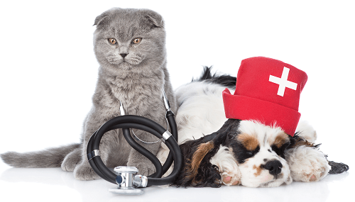 Pet Parasite Control