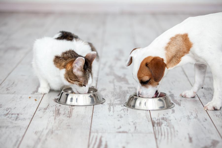 Animal Diet & Nutrition