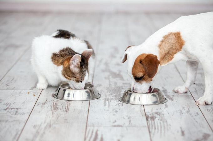 Pet Diet & Nutrition Pet Diet & Nutrition