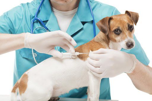 Animal Vaccinations