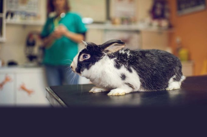 Rabbit Care Rabbit Care