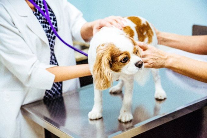 Wellness & Preventive Care Wellness & Preventive Care