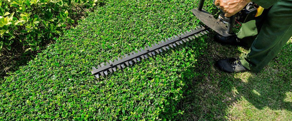 Hedge cutting services