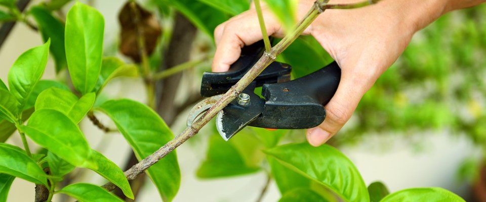 Plant cutting