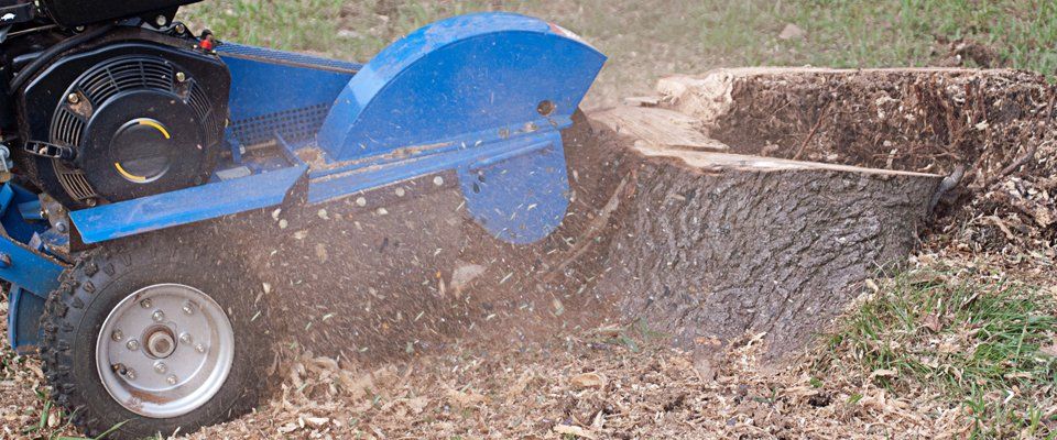 Tree stump