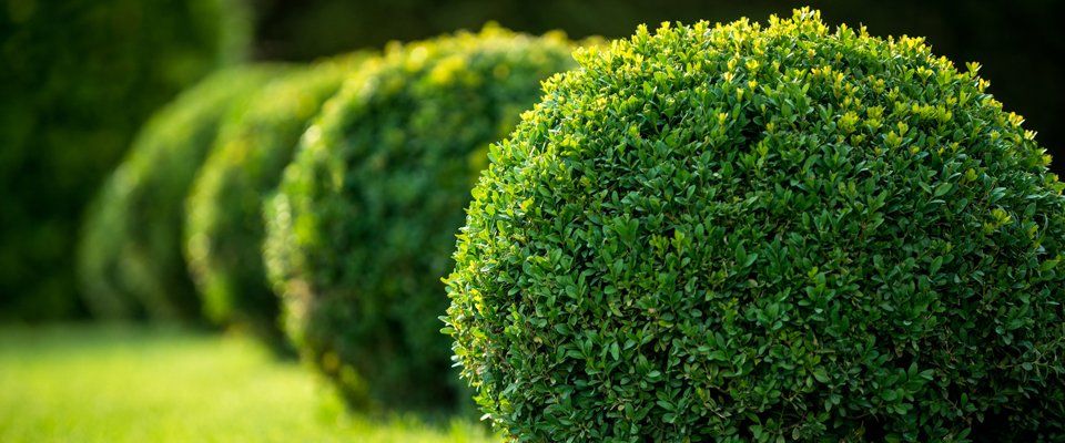 Tailored planting schemes 3