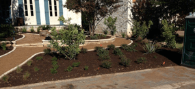 New Bushes - Landscape Company New Bushes - Landscape Company