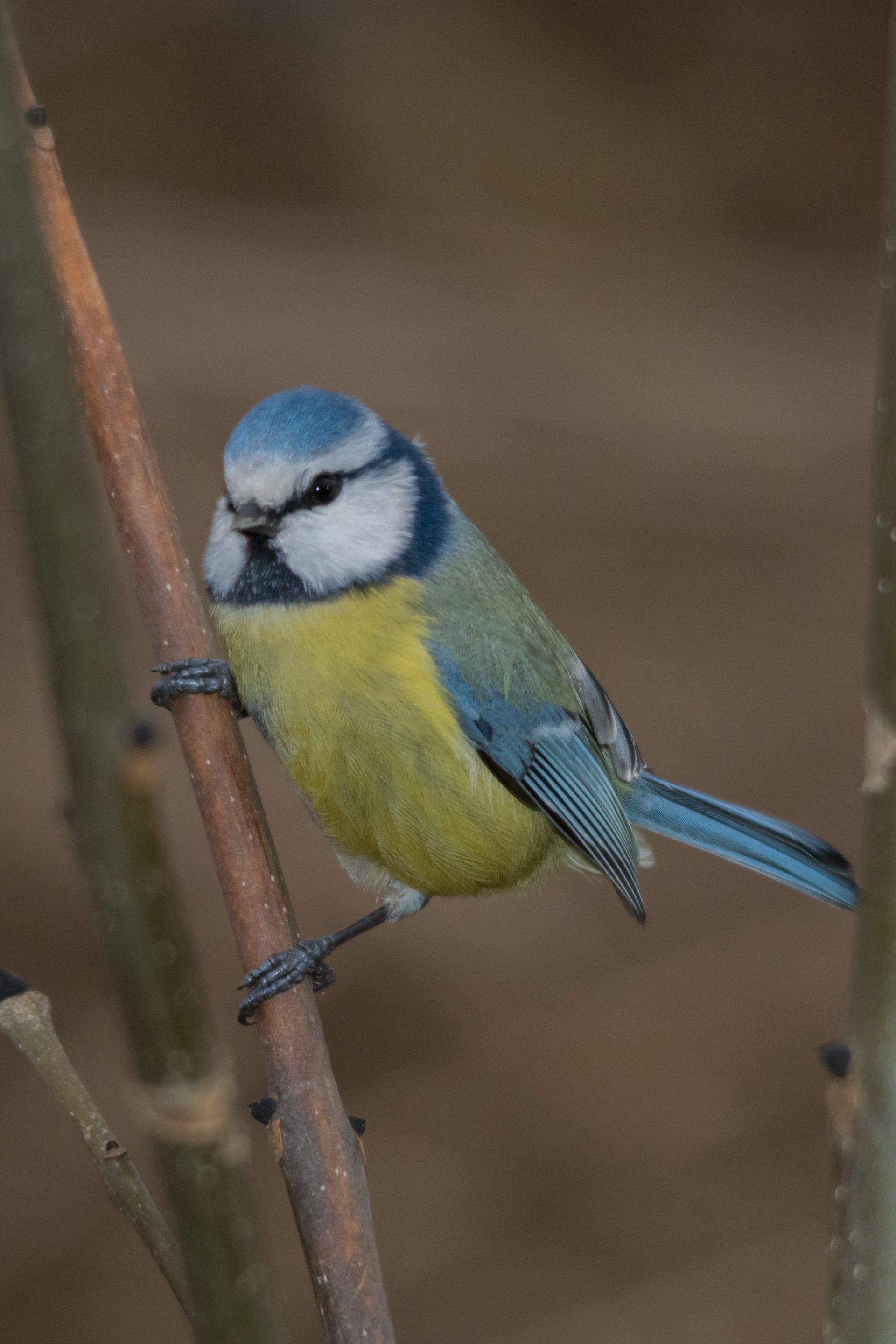 Blaumeise, Meise,