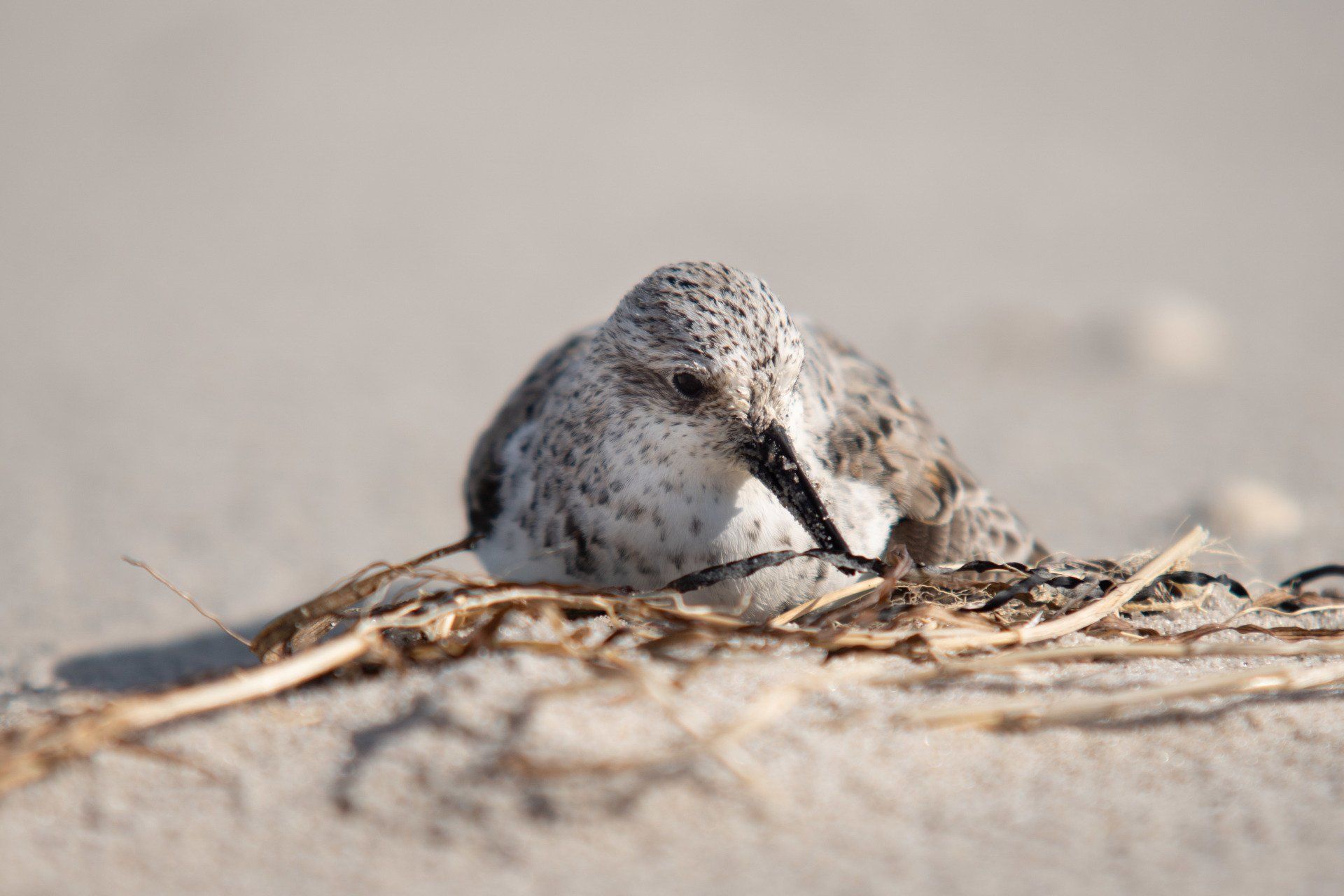 Sanderling, Weststrand, Vogel, Mecklenburg-Vorpommern
