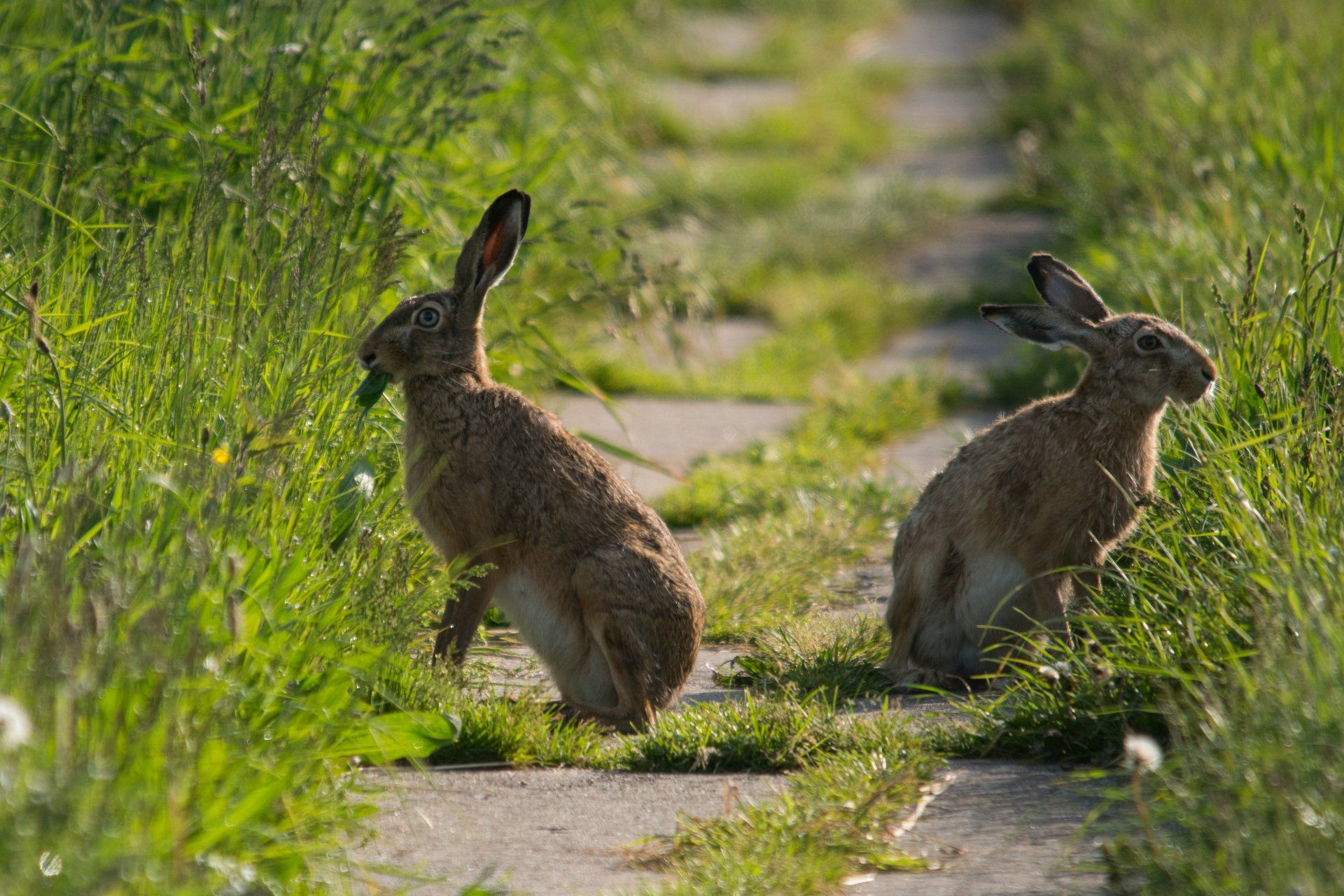 Hasen, Feldhasen,