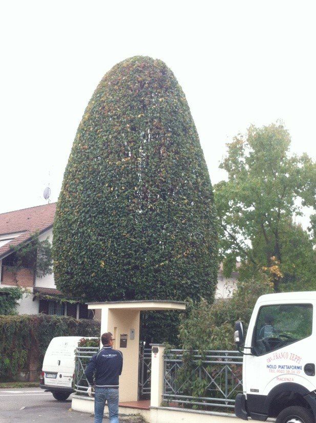 potatura giardino