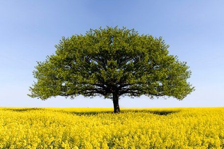 tree
