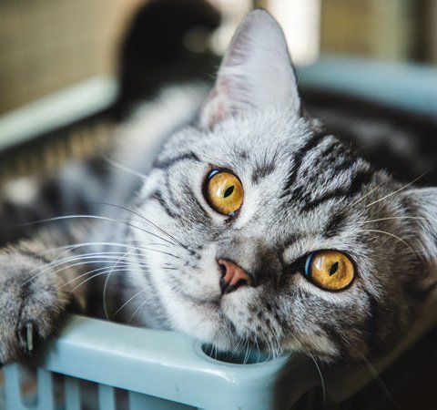 Litter Tray