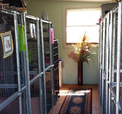 Cattery
