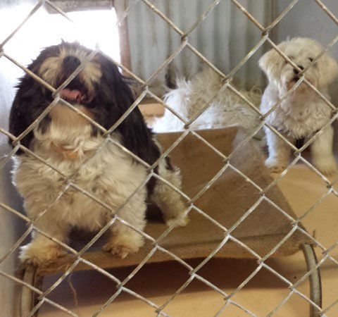 Dog Boarding
