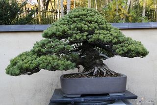 Bonsai