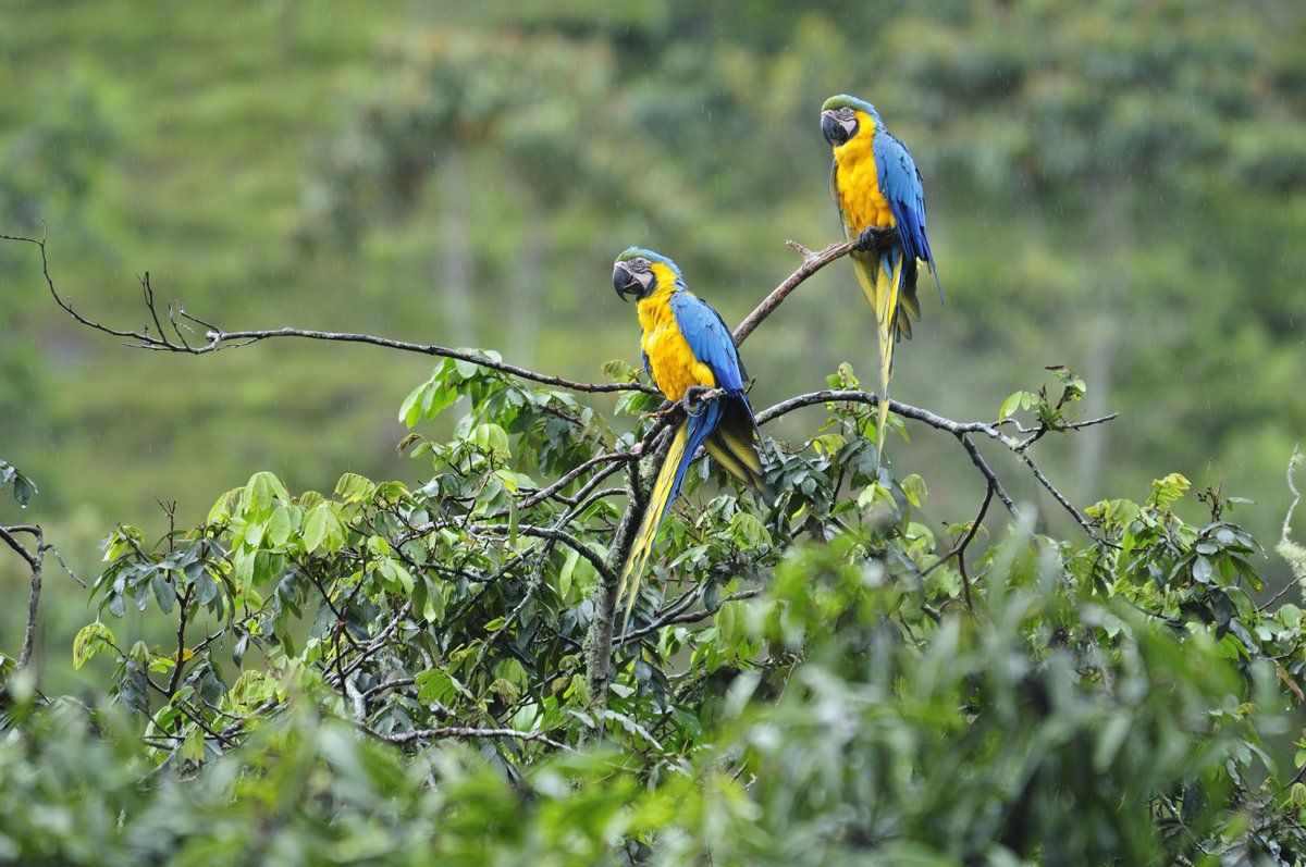 Colombia