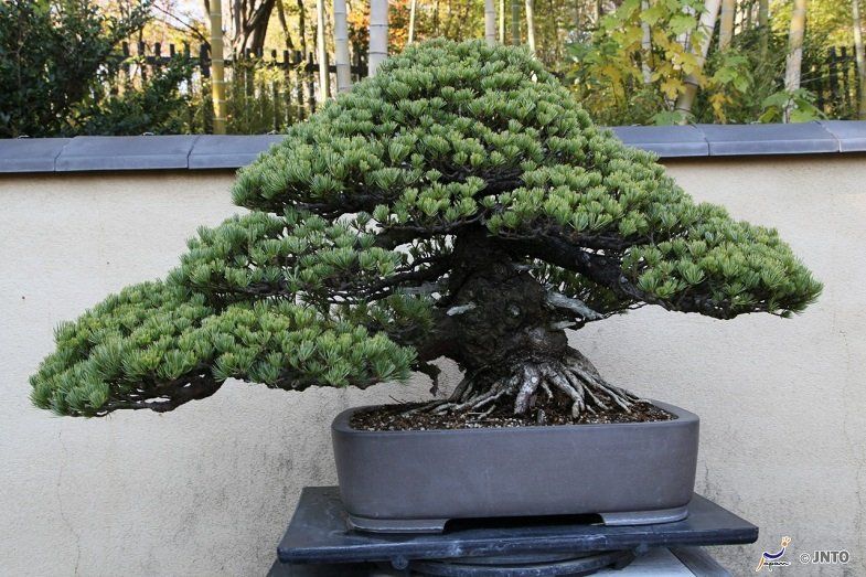 What makes a Japanese Garden a Japanese Garden?