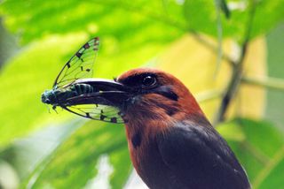 Costa Rica Tours